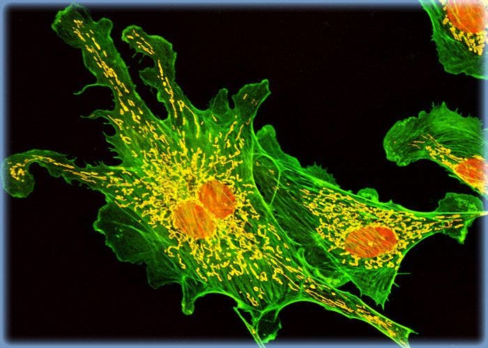 Pulmonary Artery Cells Triple Labeled with MitoTracker Red CMXRos, BODIPY FL, and TO-PRO-3