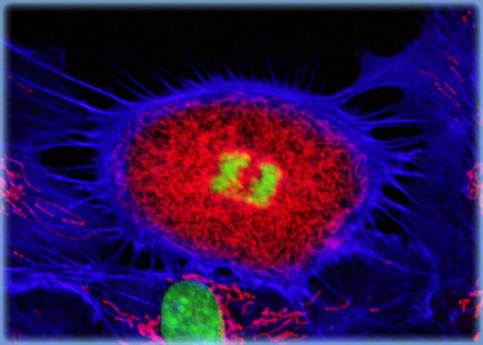 Targeting the Actin Cytoskeleton in Endothelial Cells with Alexa Fluor Probes Conjugated to Phallotoxins