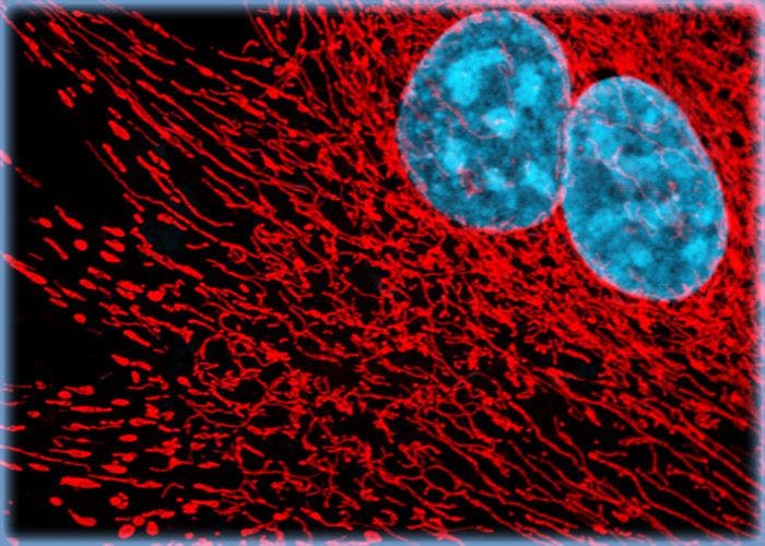 Targeting the Mitochondrial Network and DNA in Cultures of Bovine Pulmonary Artery Endothelial Cells