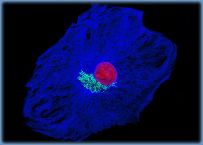 Visualizing Intermediate Filaments and the Golgi Complex in BPAE Cells with Immunofluorescence