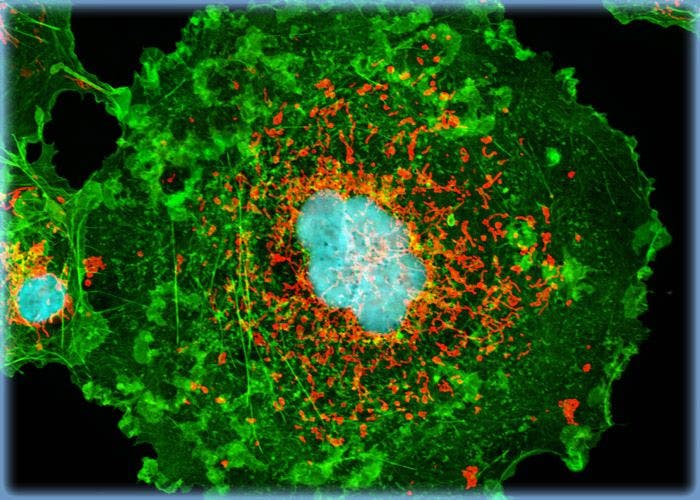 Mitochondria, Actin, and DNA Distribution in COS-7 Fibroblasts