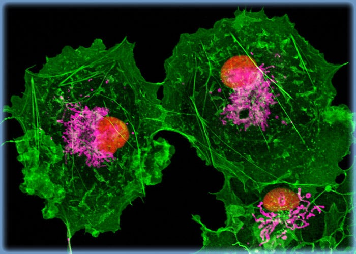 COS-7 Cells with BODIPY FL, MitoTracker Deep Red 633, and SYTOX Orange