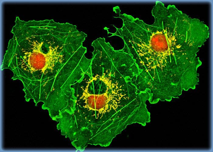 Targeting F-Actin in African Green Monkey Kidney Cell Cultures with Phallotoxins