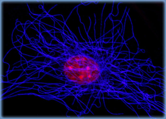 Targeting Tubulin in CRE BAG 2 Cells with Immunofluorescence