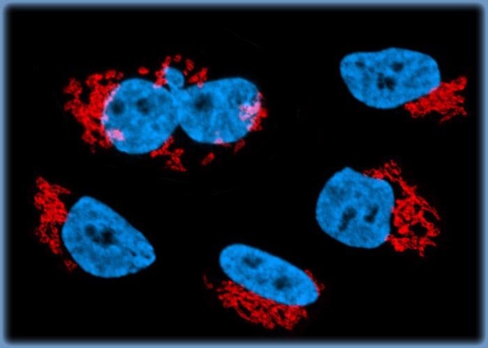 Immunofluorescently Targeting the Golgi Complex in Feline Kidney Cell Cultures