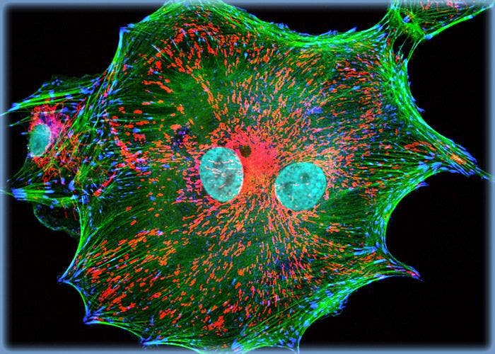 Normal African Green Monkey Kidney Fibroblast Cells (CV-1 Line)