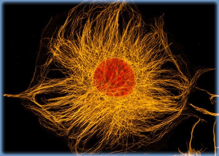 Targeting the Microtubule Network in Mouse Endothelial Cells with Immunofluorescence