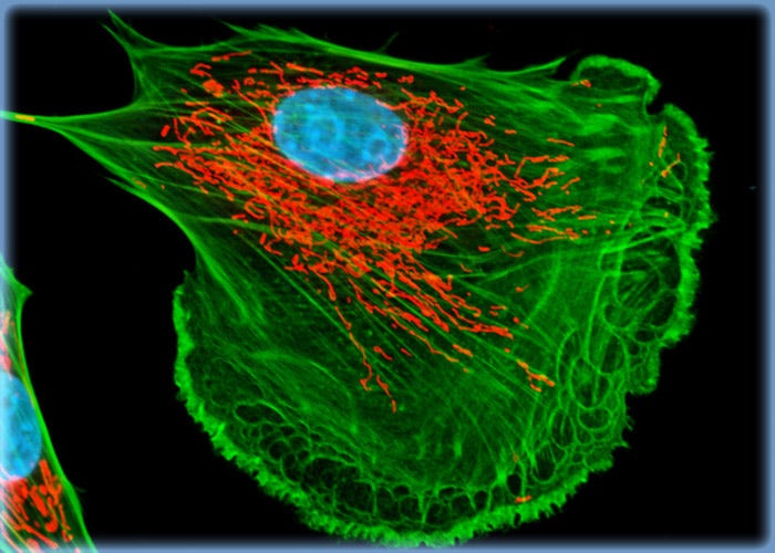 FoLu Cells Labeled for F-Actin with an Alexa Fluor Probe Conjugated to a Phallotoxin