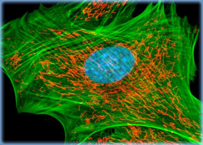 F-Actin, Mitochondria, and DNA Distribution in FoLu Fibroblasts