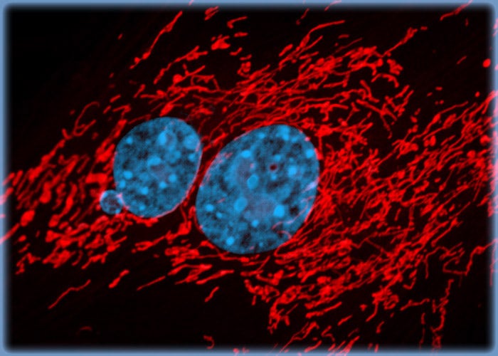 Details of the Mitochondrial Network in Fox Lung Cells Revealed with a MitoTracker Probe