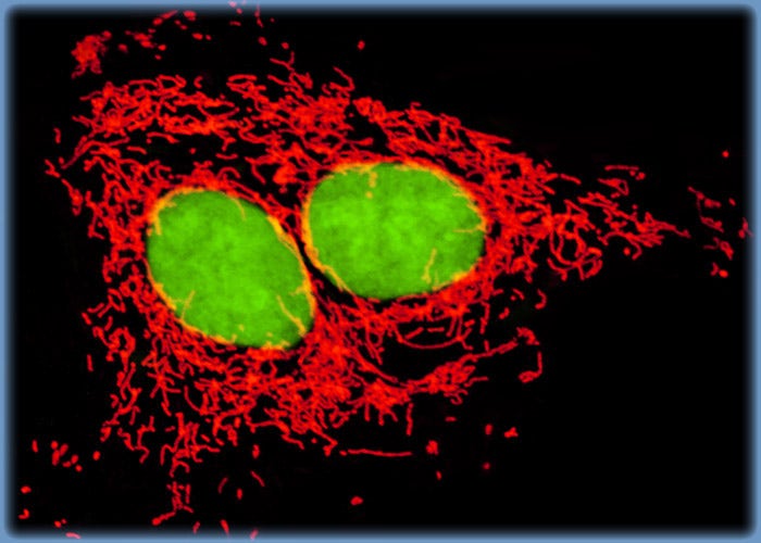 Revealing Details of the Mitochondrial Network in Mongolian Gerbil Lung Cell Cultures with MitoTracker Orange CMTMRos