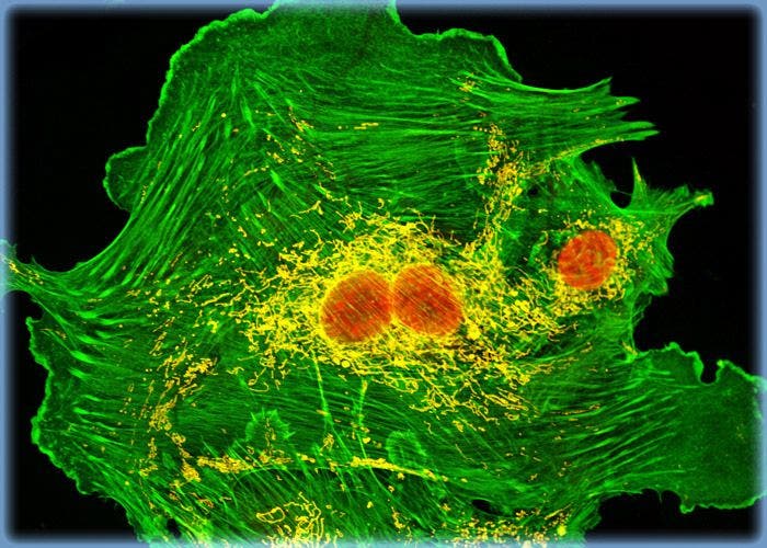 Targeting the F-Actin Cytoskeleton in GeLu Cells with a Fluorescent Probe Conjugated to a Phallotoxin