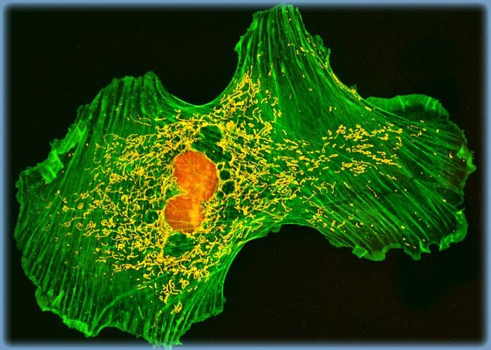 Visualizing the Actin Cytoskeleton in Gerbil Lung Cells with BODIPY FL Conjugated to a Phallotoxin