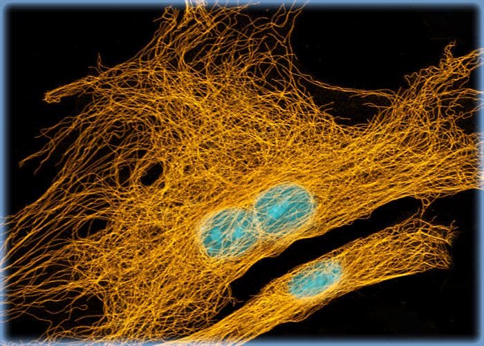 Mongolian Gerbil Lung Fibroblast Cells (GeLu Line)