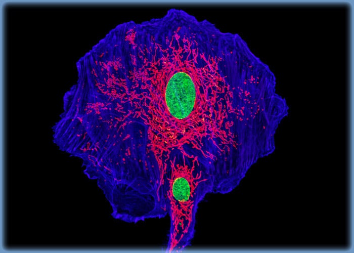 GeLu Fibroblasts Triple Labeled with MitoTracker Deep Red 633, Alexa Fluor 568, and YO-PRO-1