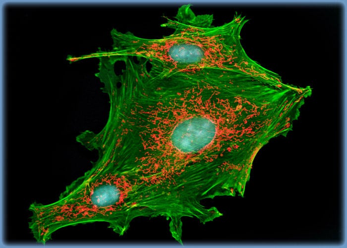 GeLu Cells with MitoTracker Red CMXRos, BODIPY FL, and TO-PRO-3