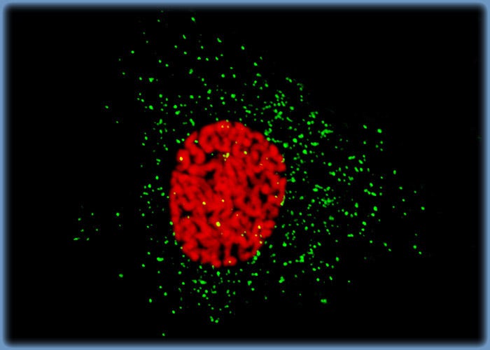 Distribution of Histones and Peroxisomes in Mink Endometrium Epithelial Cells