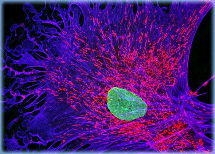 Tahr Ovary Epithelial Cells with MitoTracker Deep Red 633, Alexa Fluor 568, and YO-PRO-1