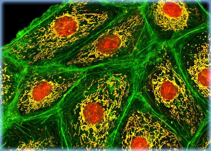 Distribution of F-Actin and Mitochondria in LLC-MK2 Cells