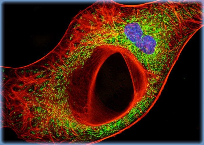 Madin-Darby Ovine Kidney Cells Stained with Alexa Fluor Dyes and TO-PRO-3