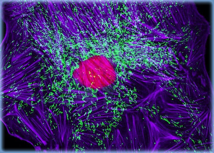 Visualizing Mitochondria in MDOK Cell Cultures with Anti-OxPhos Antibodies