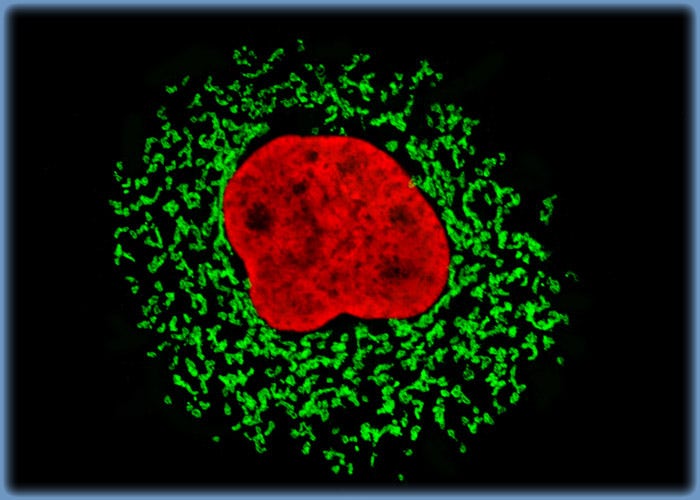 Immunofluorescently Targeting the Golgi Complex and Nuclear Histone Proteins in Sheep Kidney Cells