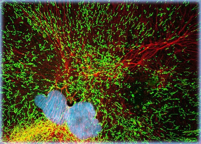 Madin-Darby Ovine Kidney Epithelial Cells (MDOK Line)