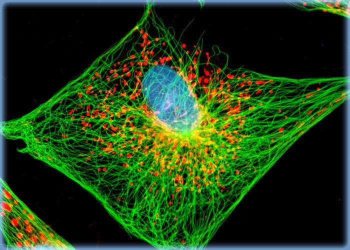 Distribution of F-Actin and Mitochondria in Muntjac Cell Cultures