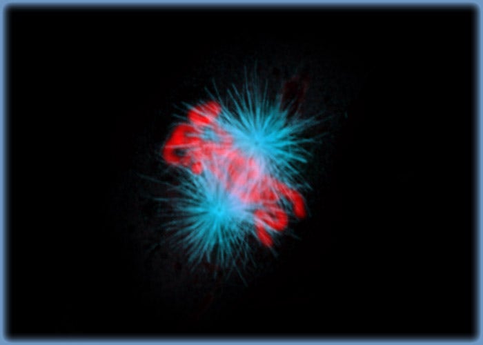 The Metaphase Spindle in Dividing Indian Muntjac Cells