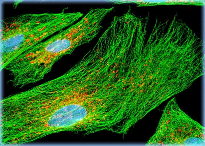 Muntjac Skin Cells Labeled for Tubulin with Immunofluorescence