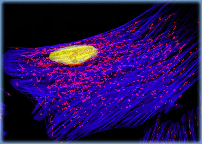 Indian Muntjac Fibroblasts with MitoTracker Red CMXRos, Alexa Fluor 488, and DRAQ5