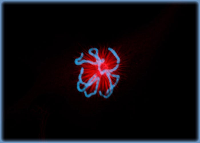 The Mitotic Apparatus in Dividing Indian Muntjac Deer Skin Cells