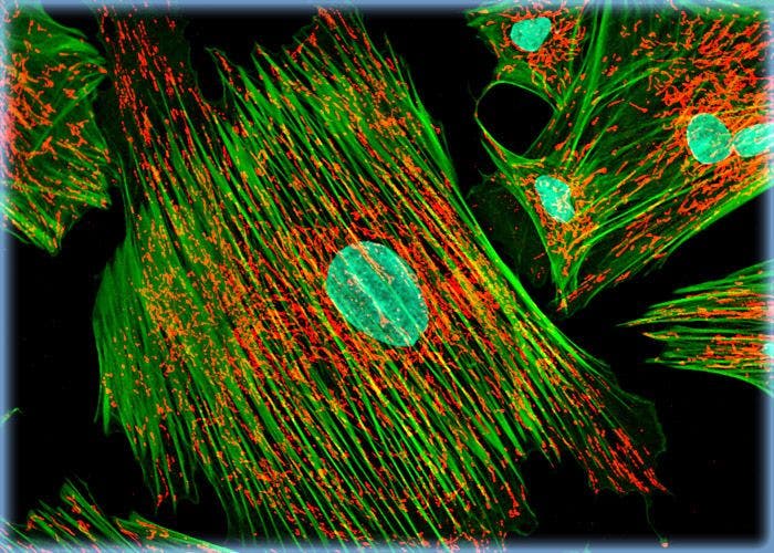 Indian Muntjac Cells with MitoTracker Red CMXRos, Alexa Fluor 488, and DRAQ 5