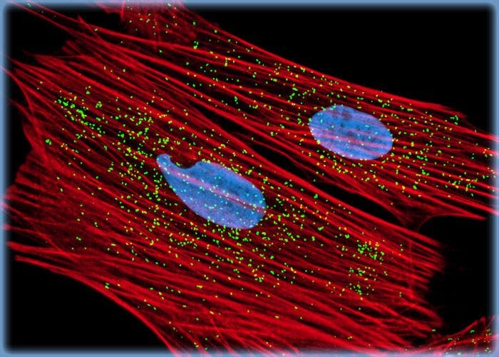 Visualizing the Nuclear Histones and Cytoplasmic Peroxisomes in Indian Muntjac Cell Cultures