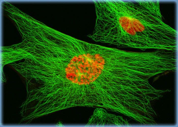 Distribution of F-Actin and Mitochondria in Muntjac Cell Cultures