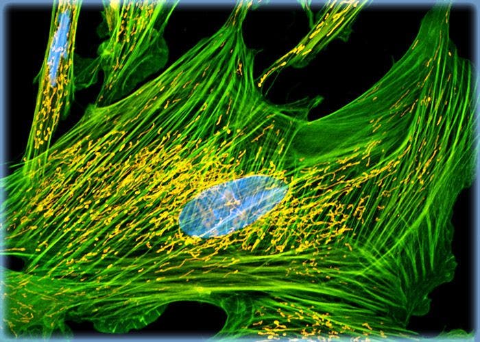 MitoTracker, Actin, and DNA Probes with Indian Muntjac Deer Skin Fibroblast Cells