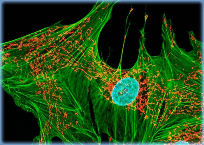 Horse Dermal Fibroblast Cells (NBL-6 Line)