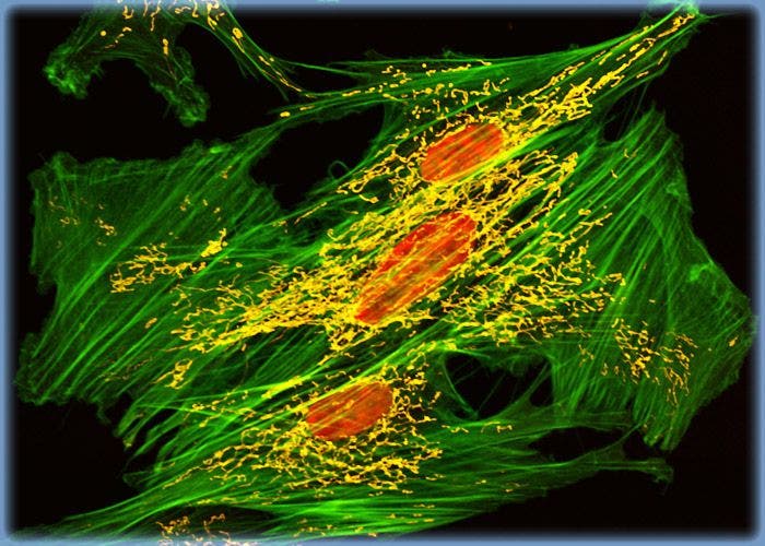 Horse Dermal Fibroblasts Triple Labeled with BODIPY FL, MitoTracker Orange CMTMRos, and TO-PRO-3