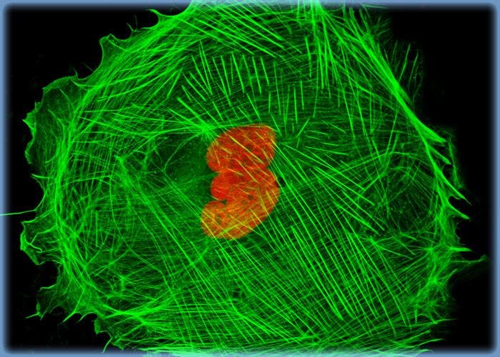 Imaging F-Actin and Nuclear DNA in Monolayer OK Cell Cultures