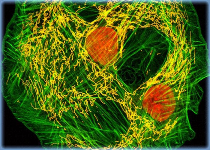 Opossum Kidney Cells with Alexa Fluor 488, MitoTracker Red CMXRos, and TO-PRO-3