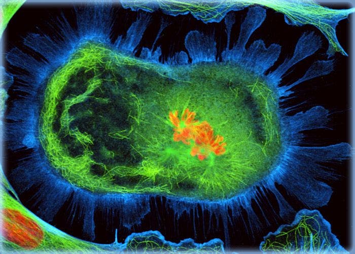 Opossum Kidney Epithelial Cells (OK Line)