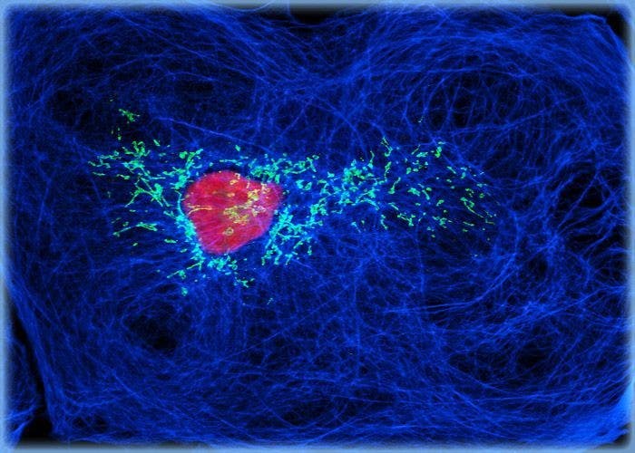 Owl Monkey Kidney Epithelial Cells (OMK Line)