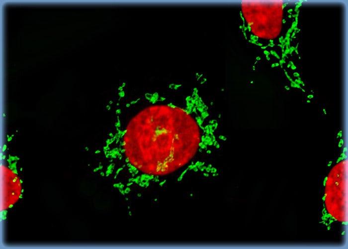 Proximity Between the Nucleus and the Golgi Complex in Owl Monkey Kidney Cells