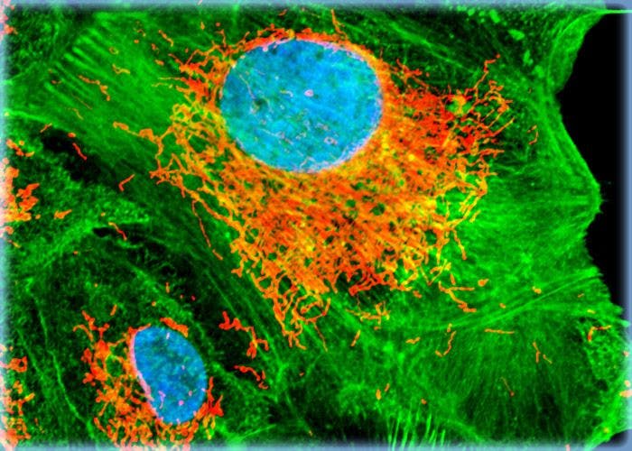 Distribution of F-Actin and Mitochondria in OMK Epithelial Cells