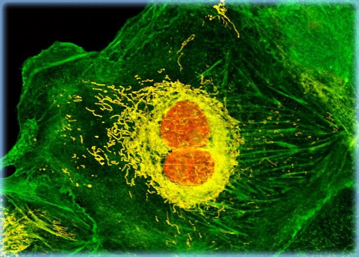 Triple Fluorophore Labeling of OMK Epithelial Cells with BODIPY FL, MitoTracker Orange CMTMRos, and TO-PRO-3