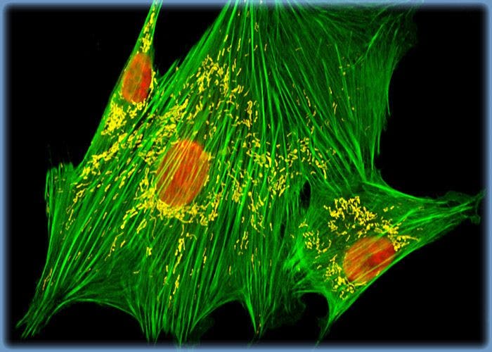 Raccoon Uterus Fibroblast Cells (Pl 1 UT Line)