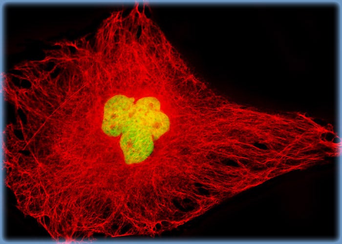 Female Rat Kangaroo Kidney Epithelial Cells (PtK1 Line)