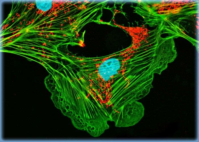 Employing Phallotoxins to Target the F-Actin Network in Monolayer PtK2 Cell Cultures