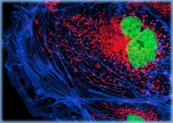 Male Rat Kangaroo Kidney Epithelial Cells (PtK2 Line)