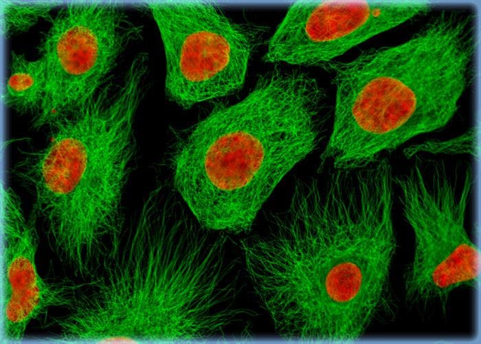 Visualizing the Proximity Between the Microtubule Network and the Nucleus in RK13 Cells with Immunofluorescence